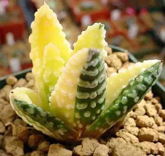 出锦的多肉叶插还会出锦吗,多肉出锦水培会退锦吗