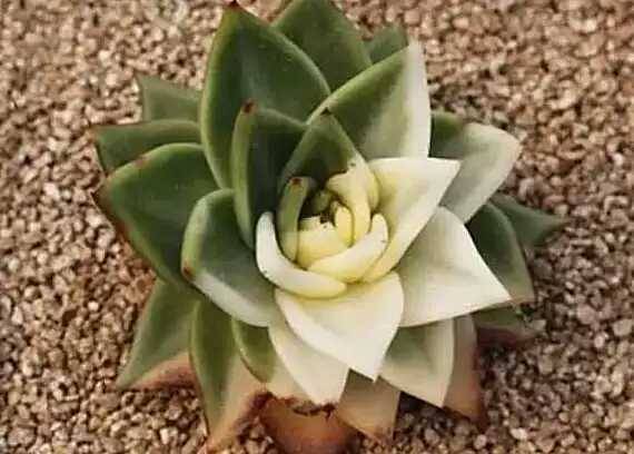 出锦的多肉叶插还会出锦吗,多肉出锦水培会退锦吗