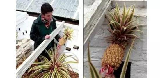 “果中爱马仕”！宁波这种本地桔子，店里一只卖20元！