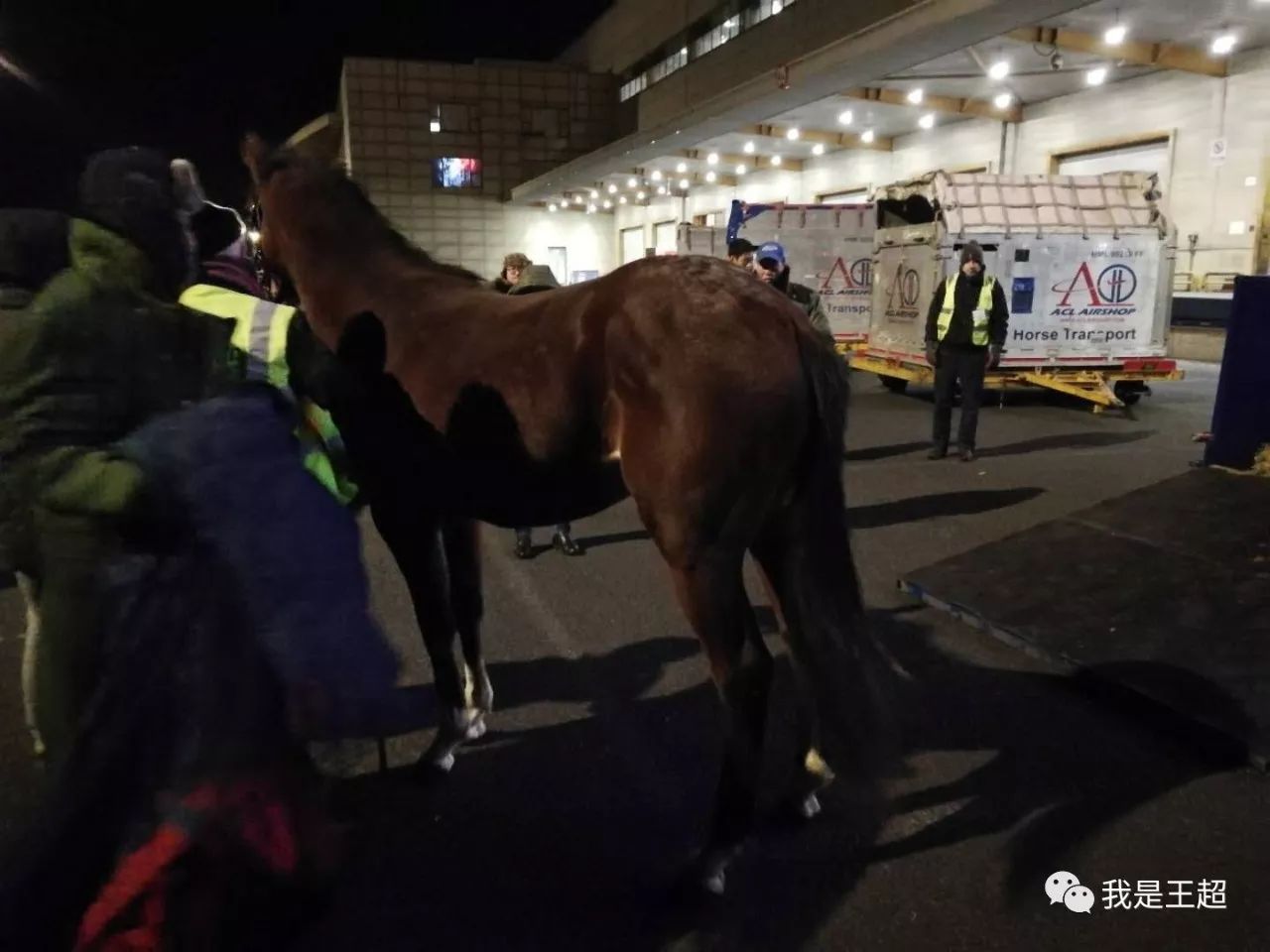 「多图」听说张总买的一飞机爱尔兰纯血马到首都机场了，我们去看了看