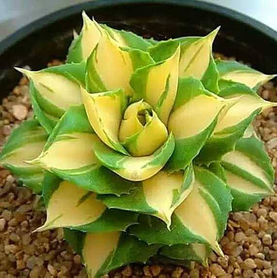 出锦的多肉叶插还会出锦吗,多肉出锦水培会退锦吗