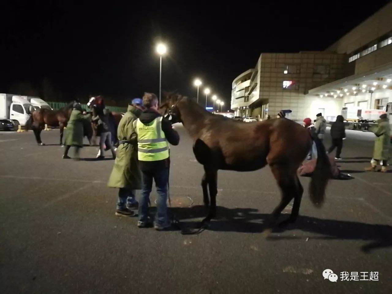 「多图」听说张总买的一飞机爱尔兰纯血马到首都机场了，我们去看了看