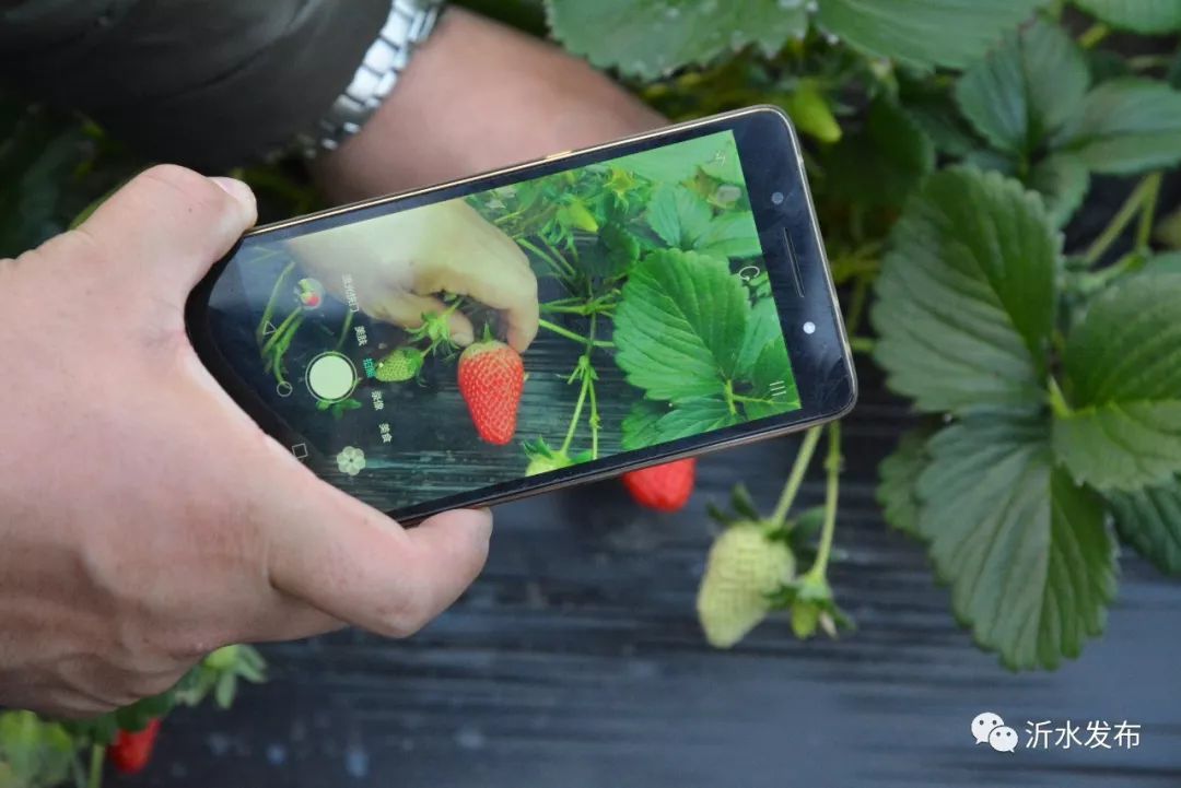 沂水妙香草莓,沂水草莓采摘园