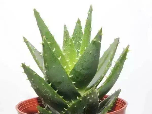 有什么比较特殊也比较好看的鲜花,什么鲜花比较有特色又好看