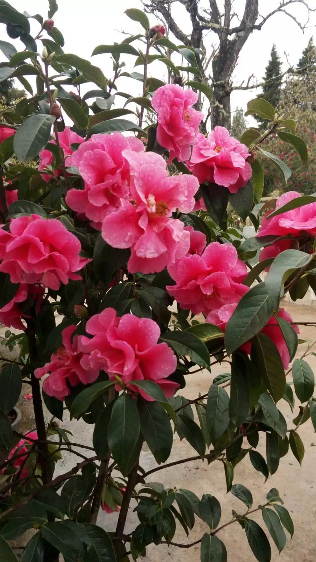 楚雄紫溪山山茶花开了吗,楚雄紫溪山茶花盛开的地方