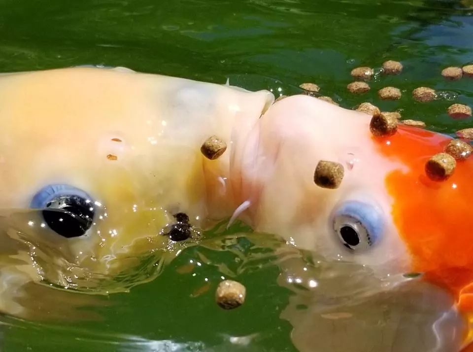 关于锦鲤你都知道哪些内容,关于锦鲤你有什么看法