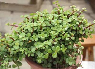 史上最全养花技巧赶紧看起来吧,养花知识大全养花也能很省钱