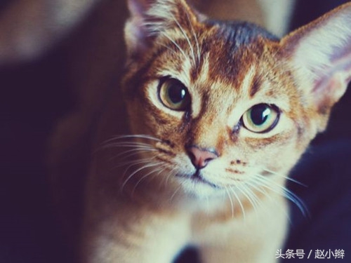 猫咪泪痕重眼屎多怎么治疗,猫有泪痕眼屎怎么治疗