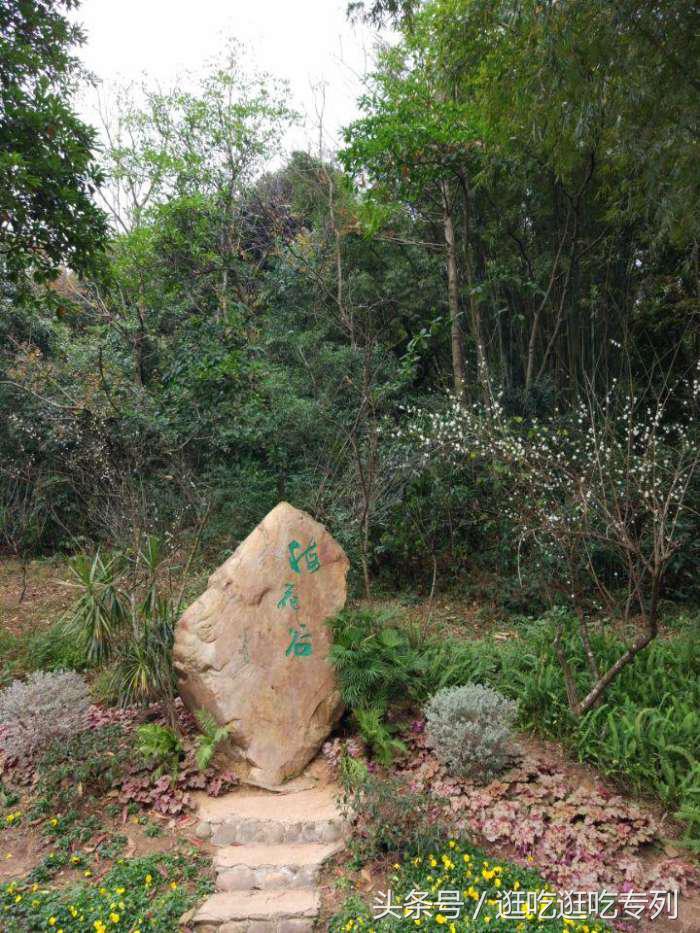 去萝岗香雪公园看梅花最佳时间,广州市白云山梅花谷赏梅花