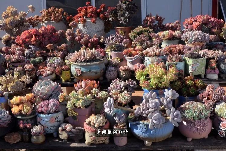 自己做多肉花盆，美肉美盆让阳台更加色彩！