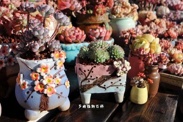 自己做多肉花盆，美肉美盆让阳台更加色彩！