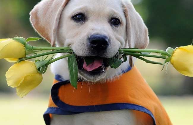 聪明的纯种拉布拉多,性格温顺聪明的狗狗中型犬