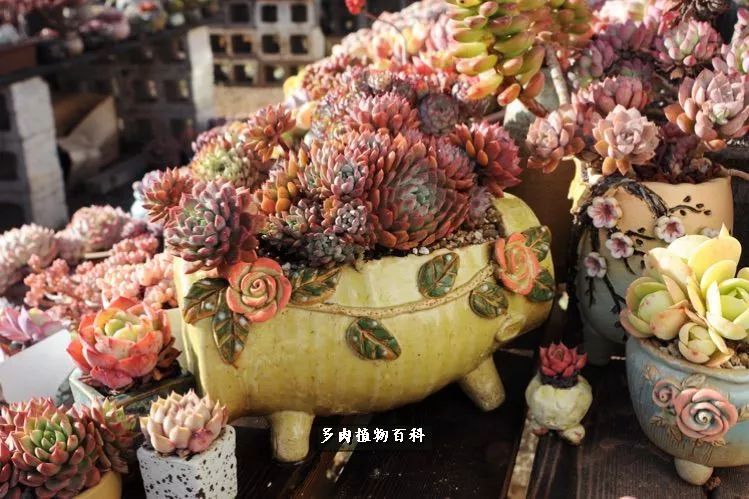 自己做多肉花盆，美肉美盆让阳台更加色彩！