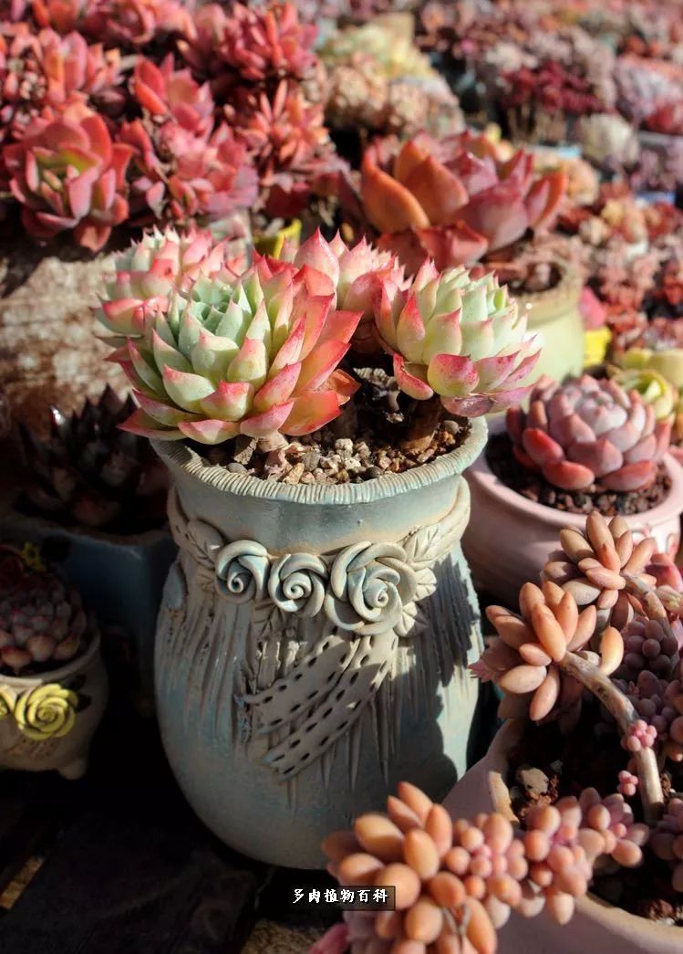 自己做多肉花盆，美肉美盆让阳台更加色彩！