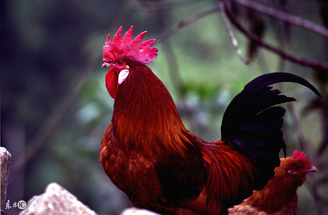 春醋夏蒜养鸡口诀,养鸡顺口溜口诀