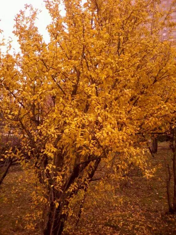 怀念莲塘一中,校园生活莲塘一中