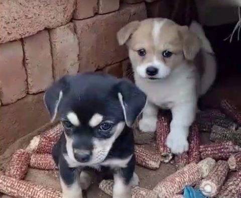 正宗中华田园犬还能买的到吗,中华田园犬现在能买吗