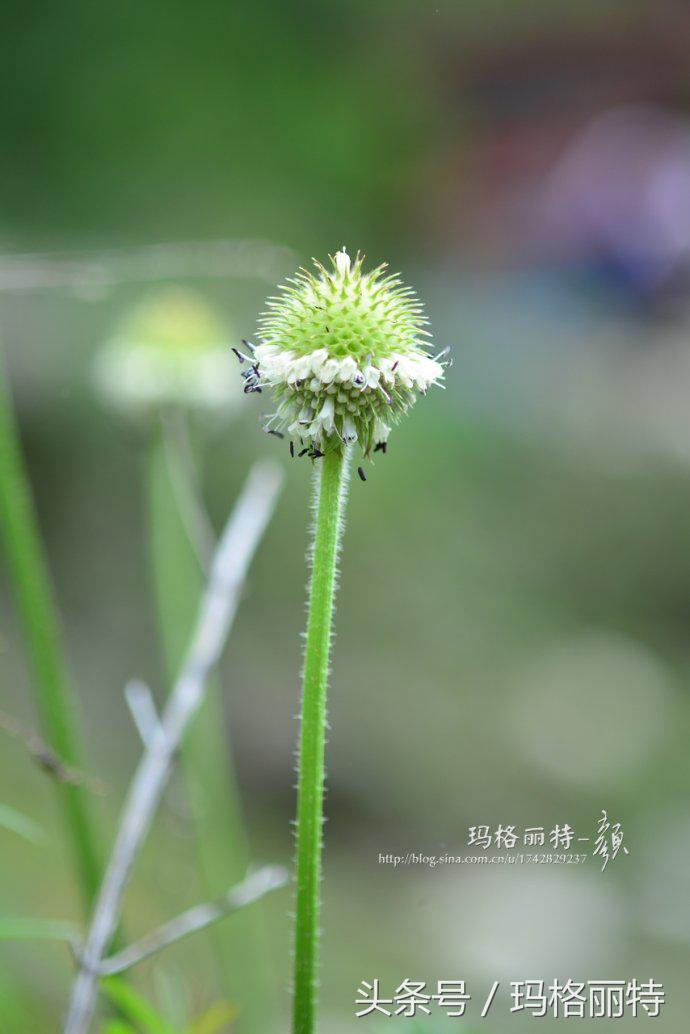 植物笔记解读视频,植物笔记关于花