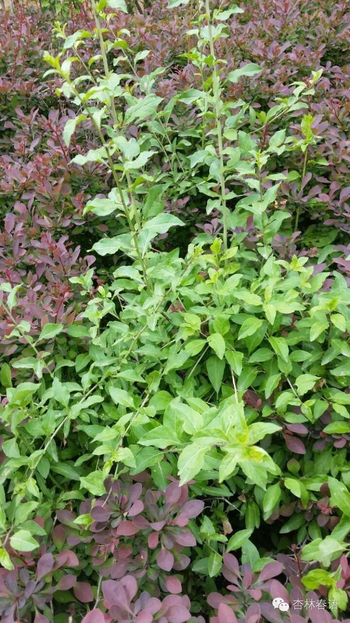 石家庄市中医院慧眼识草药第二季——周日再次进西山啦！