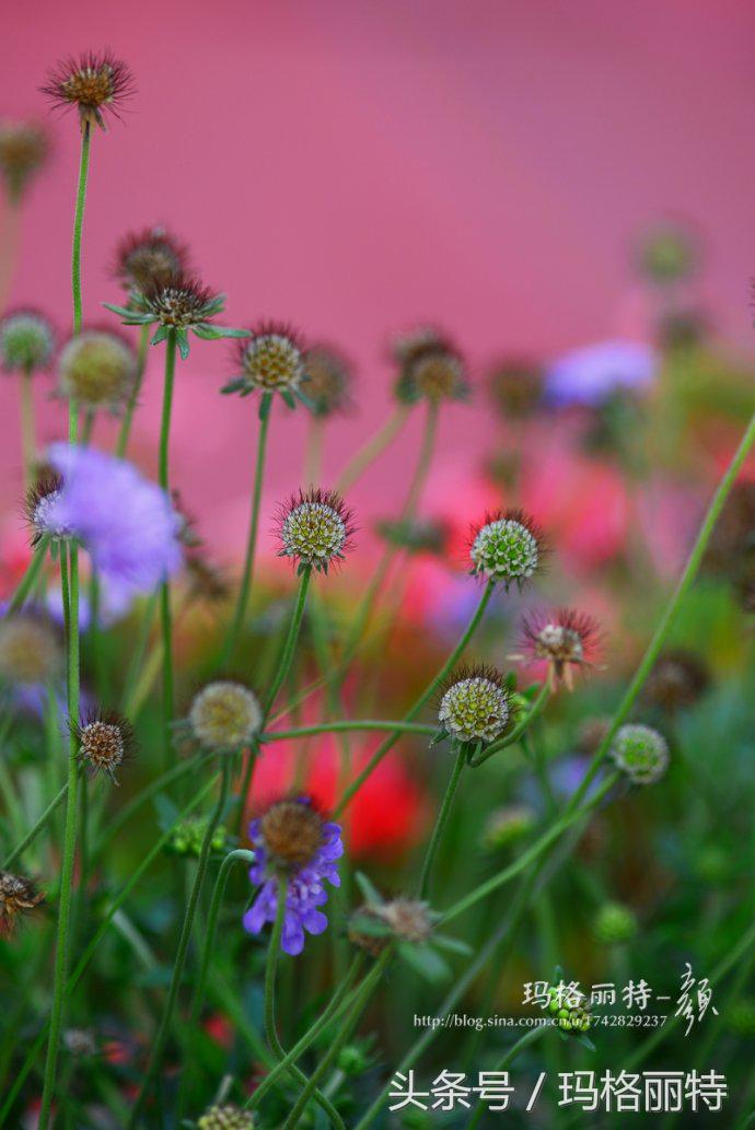 植物笔记解读视频,植物笔记关于花