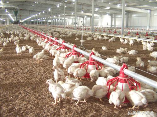 养殖肉鸡要注意哪些事项,养殖肉鸡需要什么手续