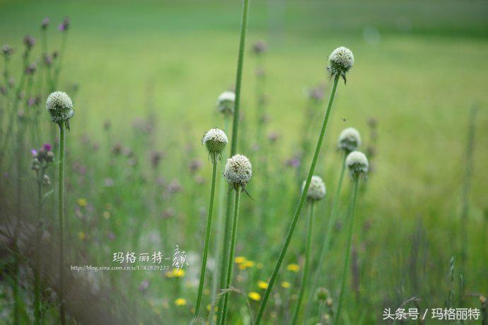 植物笔记解读视频,植物笔记关于花