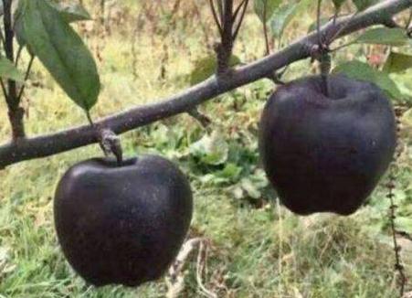 蛇果vs黑苹果,黑苹果以后会消失吗