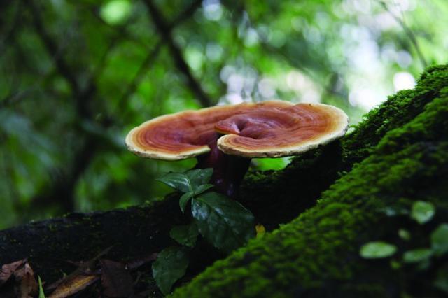 人工与纯天然谁的颜值更吃香,人工和野生的人参区别