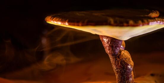 人工与纯天然谁的颜值更吃香,人工和野生的人参区别