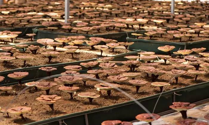 人工与纯天然谁的颜值更吃香,人工和野生的人参区别