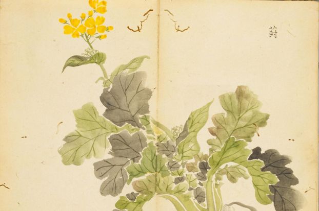 诗经中最唯美的名字,王姓女孩诗经中最唯美的名字