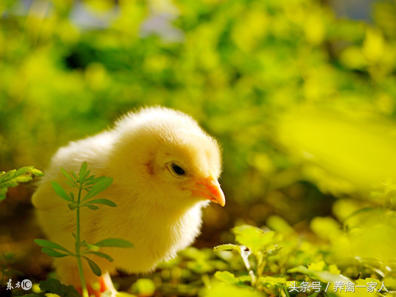 苦地丁草能养鸡吗,养鸡人必看的100个技巧