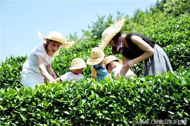 龙雾茶文化酒店,蒙山龙雾茶文化主题酒店