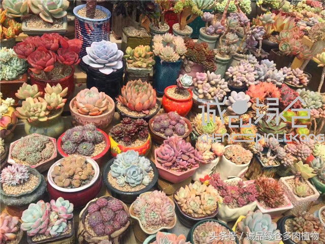 美爆了的韩国多肉植物大棚