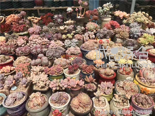 美爆了的韩国多肉植物大棚