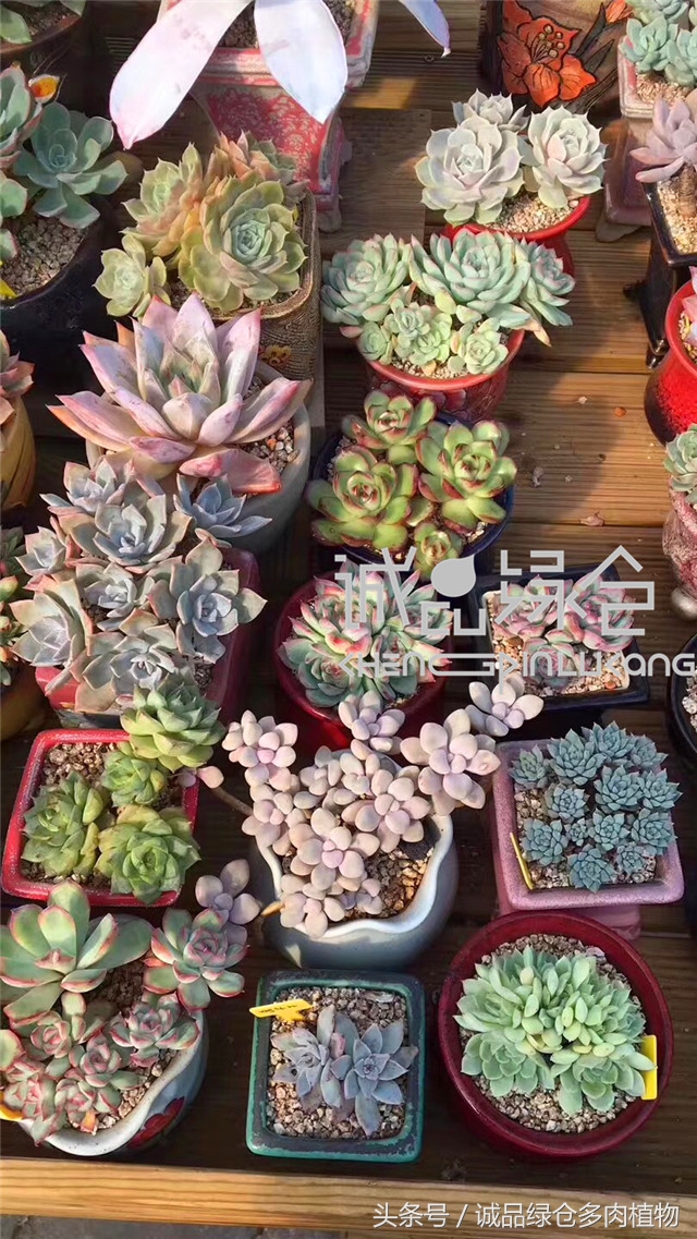 美爆了的韩国多肉植物大棚