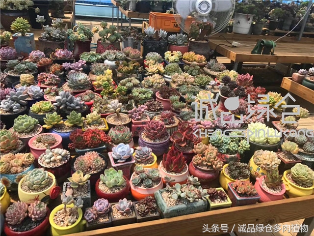 美爆了的韩国多肉植物大棚