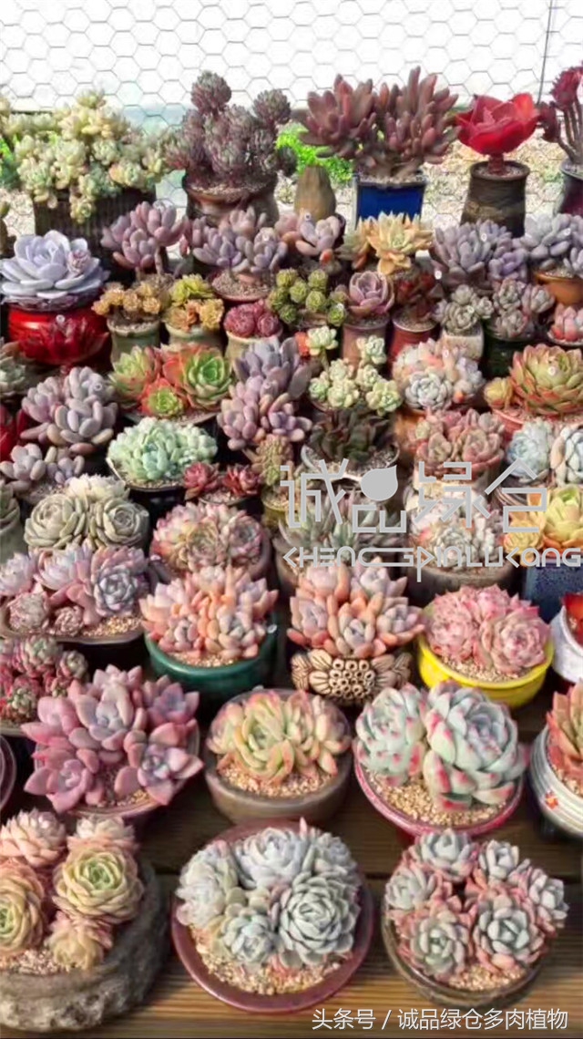 美爆了的韩国多肉植物大棚