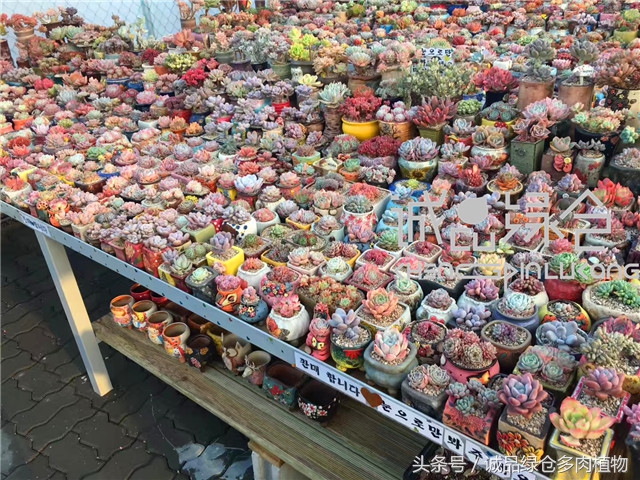 美爆了的韩国多肉植物大棚