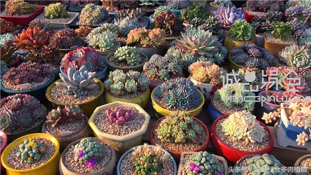 美爆了的韩国多肉植物大棚
