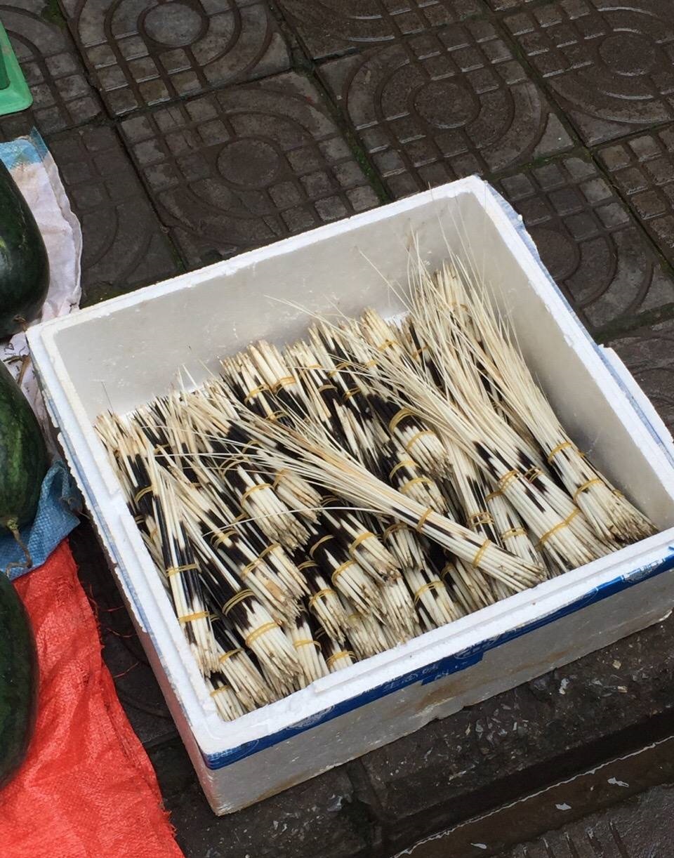 养豪猪失败的有多少,养30只豪猪投资多少