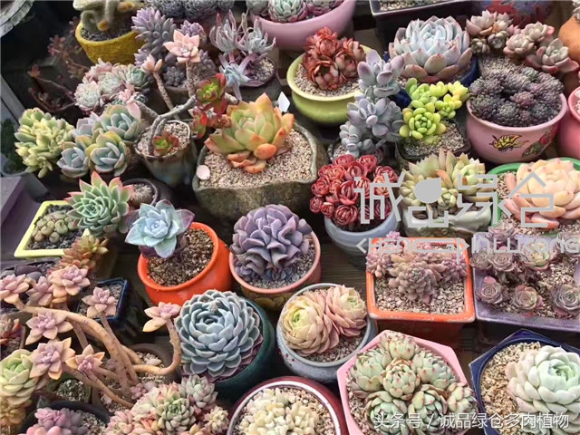 美爆了的韩国多肉植物大棚
