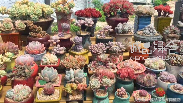 美爆了的韩国多肉植物大棚
