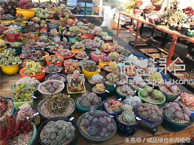 美爆了的韩国多肉植物大棚