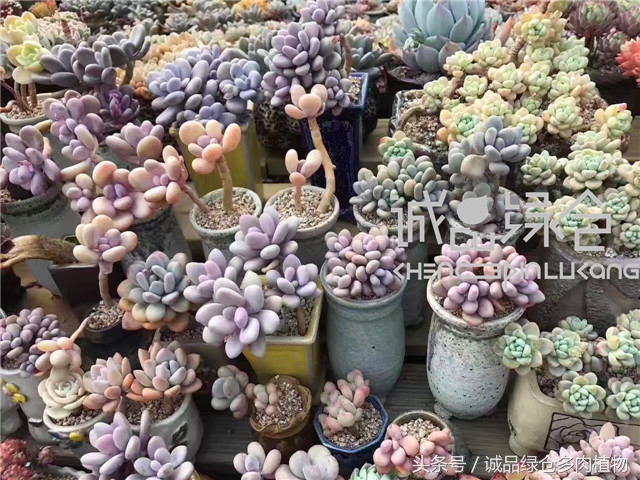 美爆了的韩国多肉植物大棚