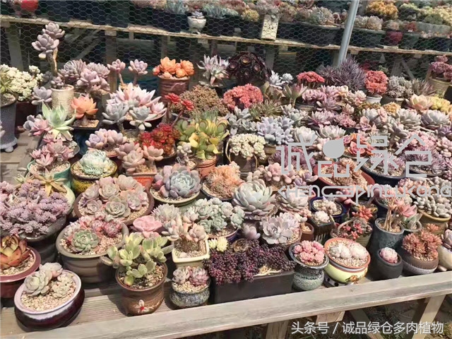 美爆了的韩国多肉植物大棚