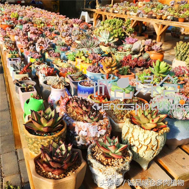 美爆了的韩国多肉植物大棚