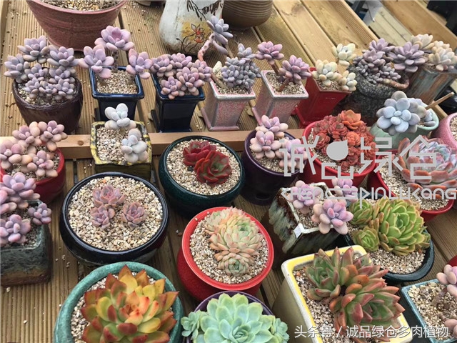 美爆了的韩国多肉植物大棚