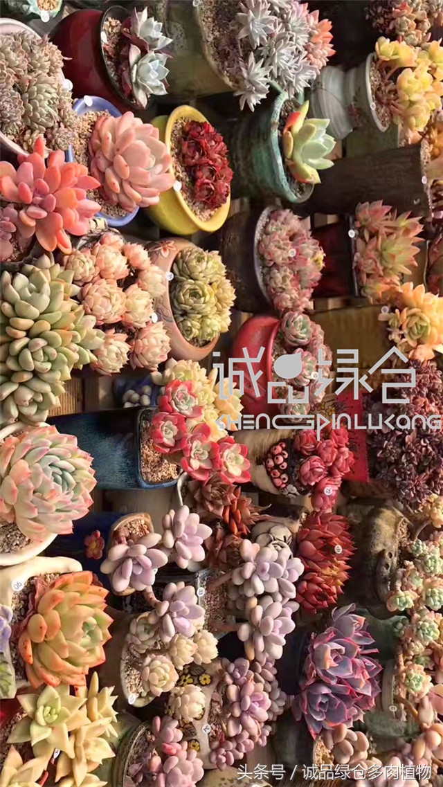 美爆了的韩国多肉植物大棚