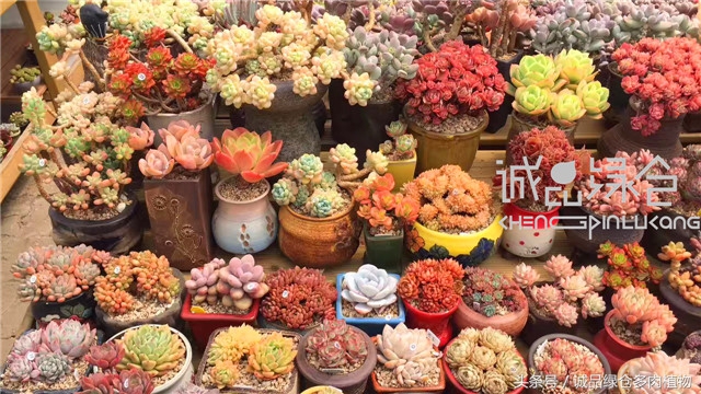 美爆了的韩国多肉植物大棚